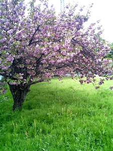 金網の目から携帯で撮った八重桜